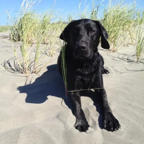 Black dog on the beach
